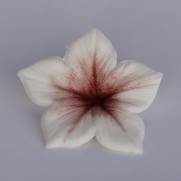 Corante - Colours Dust Burgundy